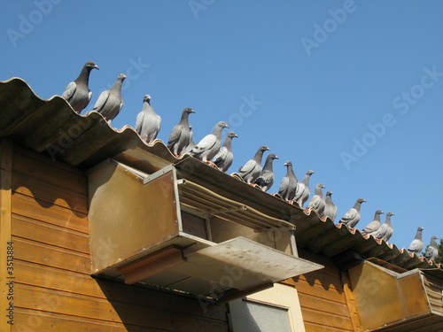 Junge brieftauben (Columba livia domestica) auf dem Dach eines  Taubenschlges nach einem Rundflug. Erfurt, Deutschland.