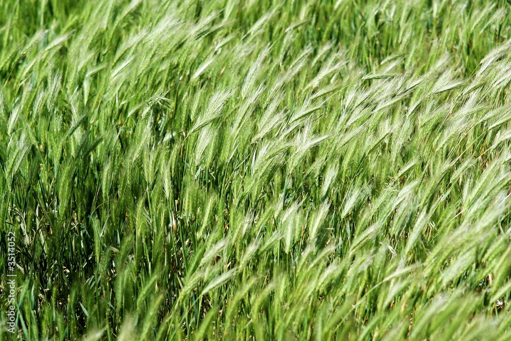 waves of the green grass waves of the green grass