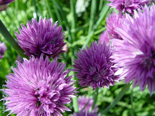 chives iv
