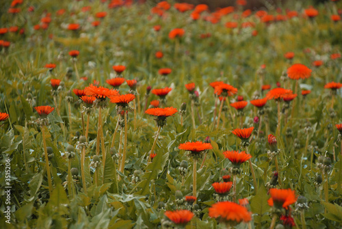 orange field