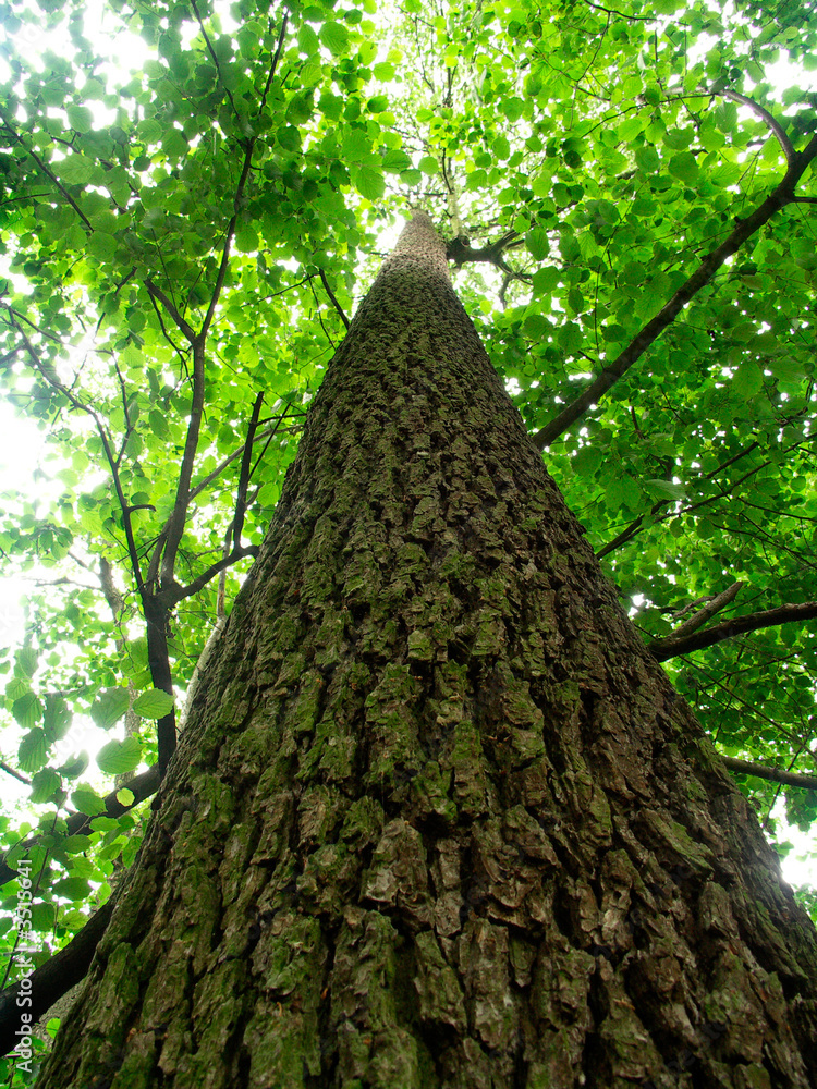 Naklejka premium tall tree