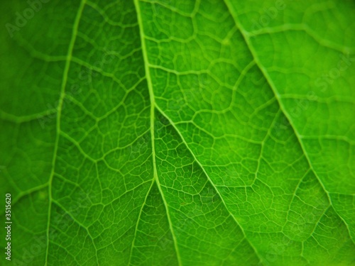 green leaves detail