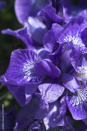 purple flower photo
