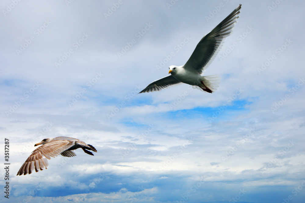 Obraz premium flying bird