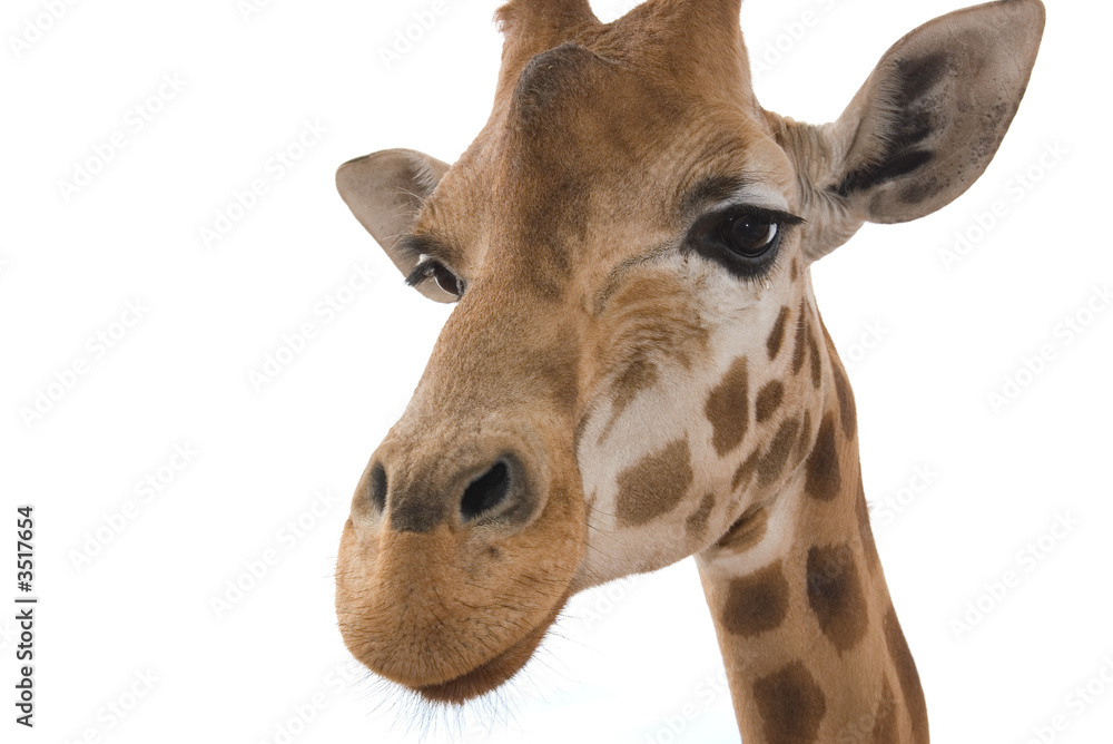 closeup giraffe on white