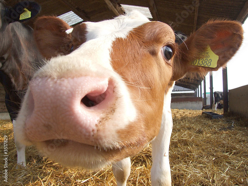 cow