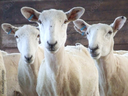 sheep