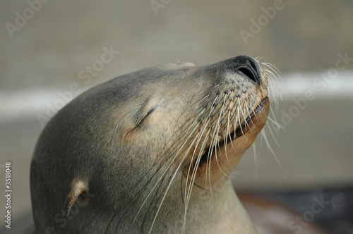 seal nap
