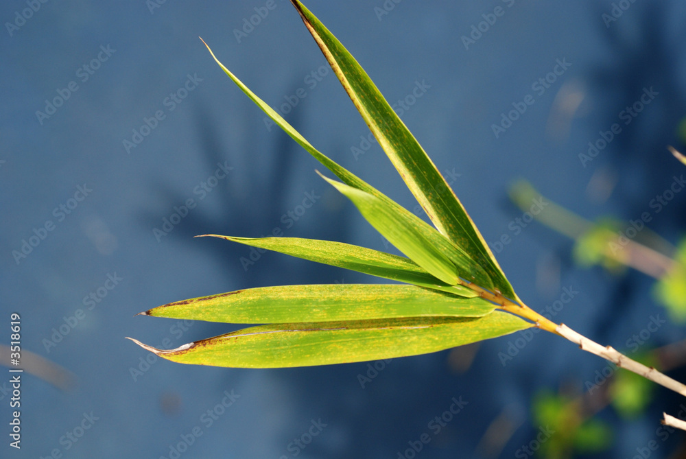 Obraz premium green bamboo leafs