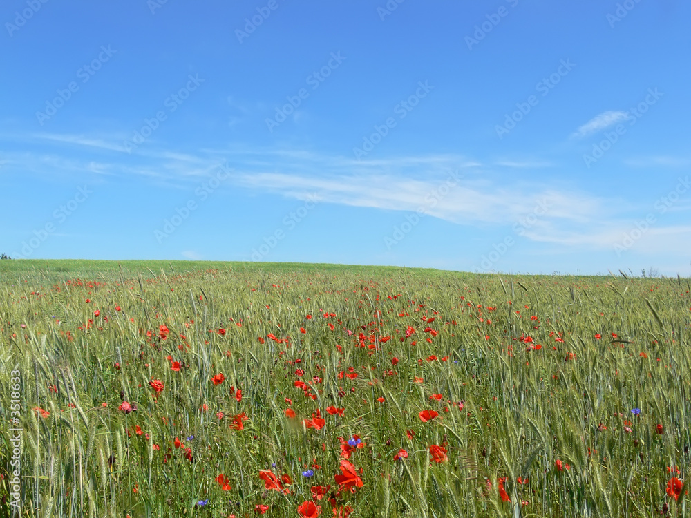  Landscape - poppy's field