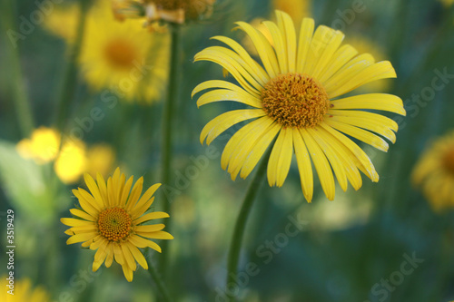 yellow flowers