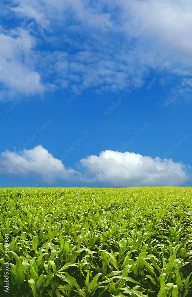 Corn field Corn field