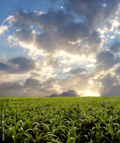 Corn field during stormy day