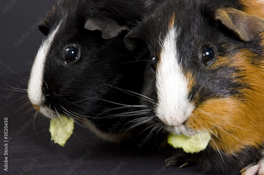 pair of guinea pigs eating cucumber pair of guinea pigs eating cucumber