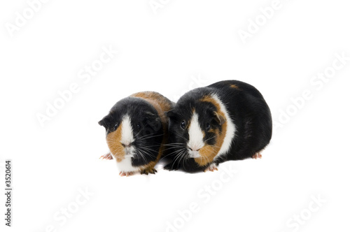 two guinea pigs isolated on white