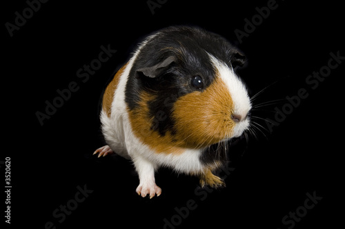 guinea pig portrait