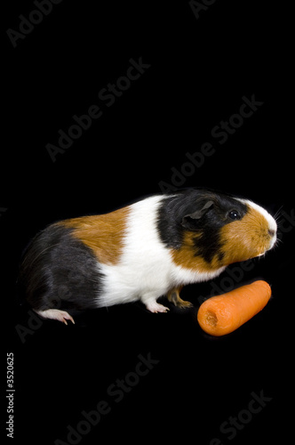 guinea pig with carrot