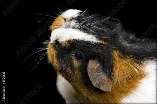 two guinea pigs