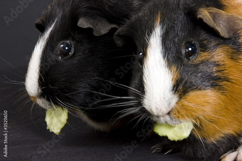 pair of guinea pigs eating cucumber