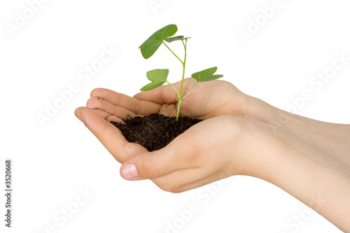 plant