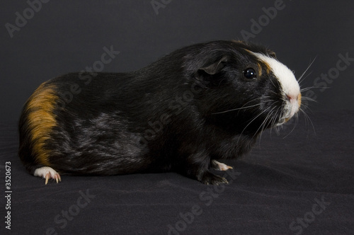 guinea pig