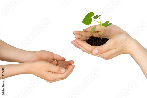 plant