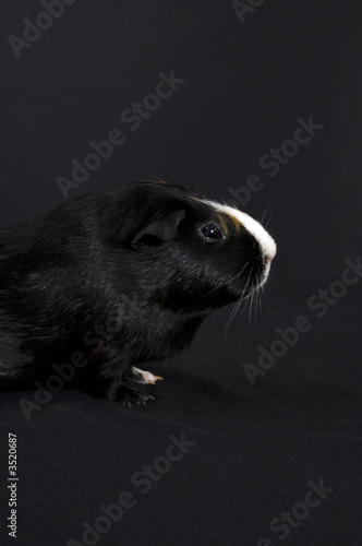 black guinea pig on black background