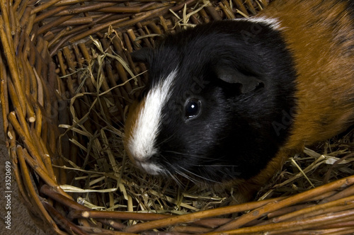 guinea pig in basket