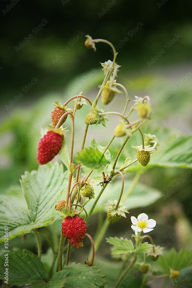 wild strawberries wild strawberries