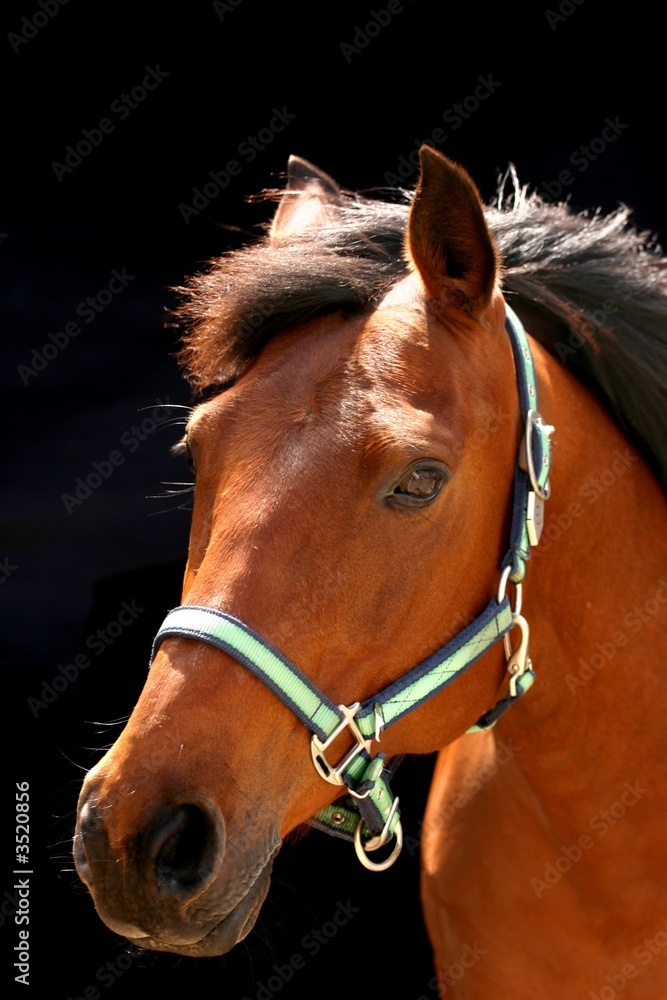 Obraz premium brown arabian horse