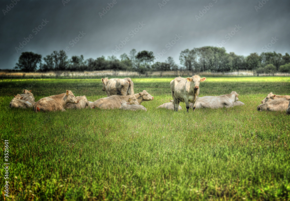 hdr cows 2