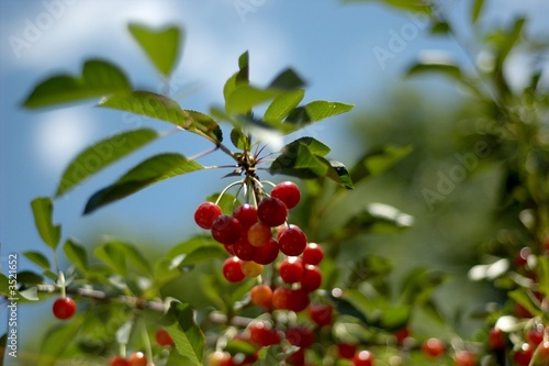 red cherries