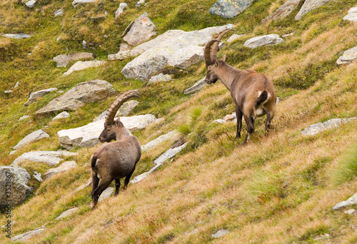 ibex