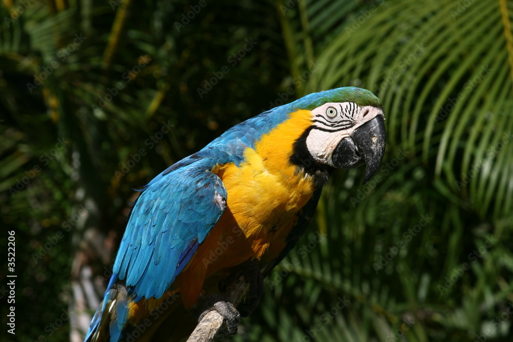 Fototapeta premium guacamaya
