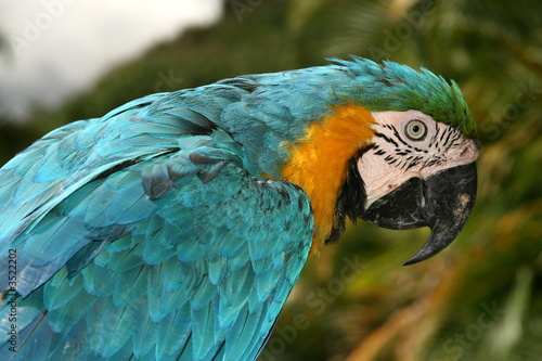 guacamaya azul