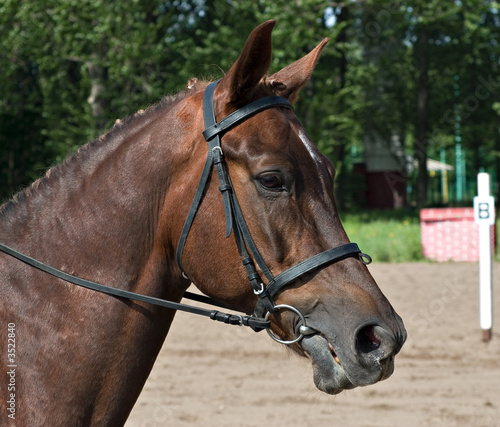 Dressage horse ready to compete