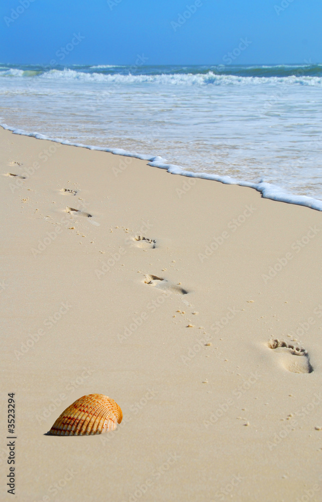 sandprints and shell by shore