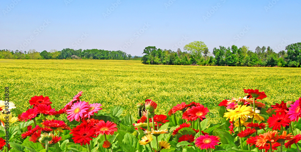 colorful flower field