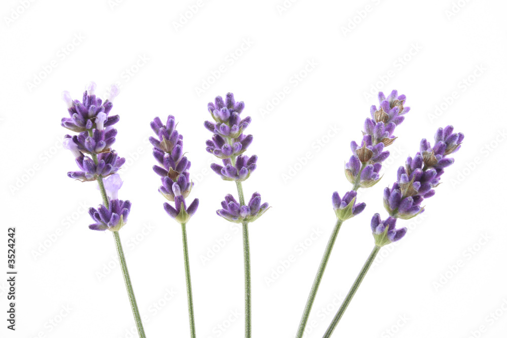 lavender lavender