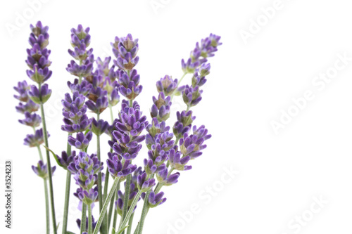 Fototapeta Naklejka Na Ścianę i Meble -  lavender