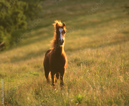 Fototapeta Naklejka Na Ścianę i Meble -  braunes pony mit leuchtender mähne