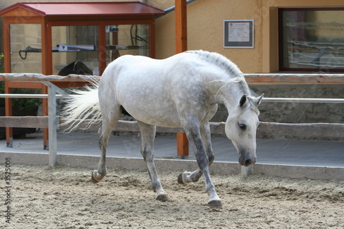 Bild auf Leinwand Lipizzaner beim Toben
