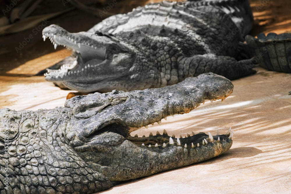 Obraz premium crocodiles