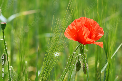 red poppy