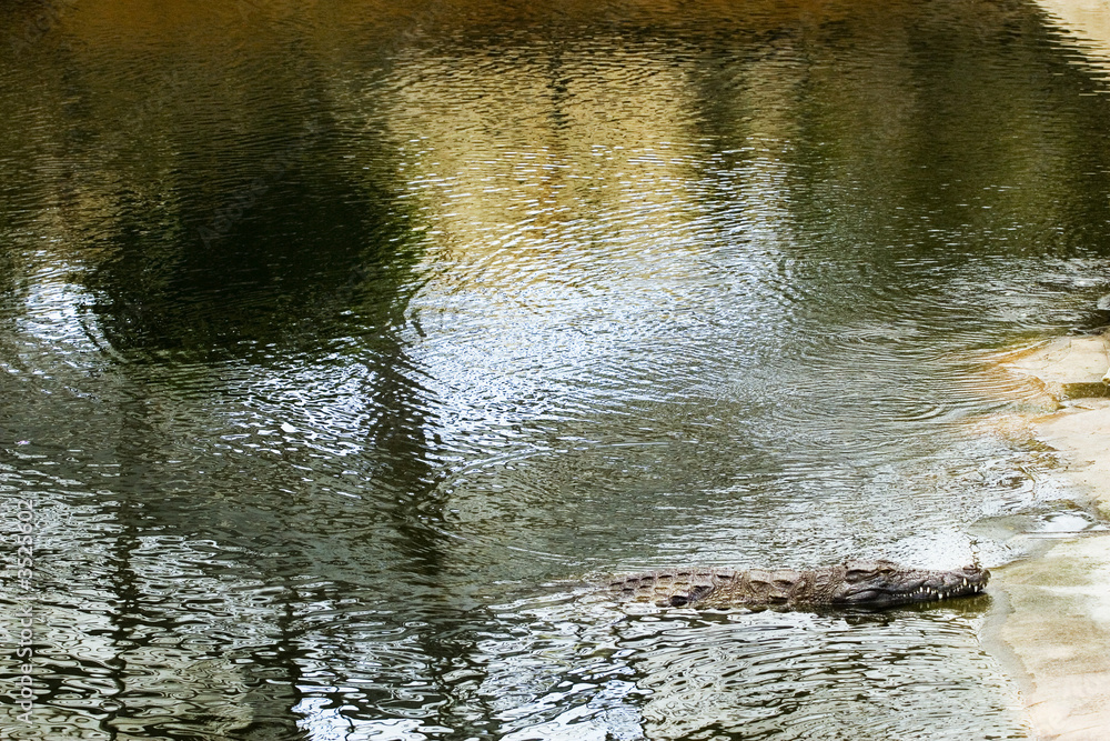 crocodile crocodile