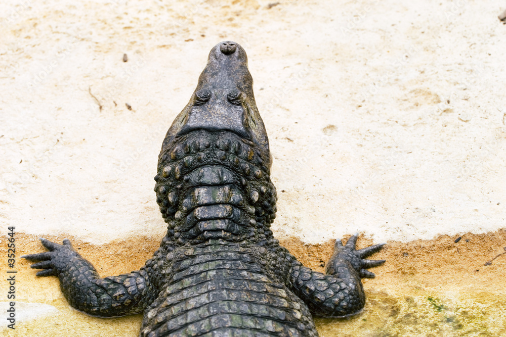 Fototapeta premium crocodile