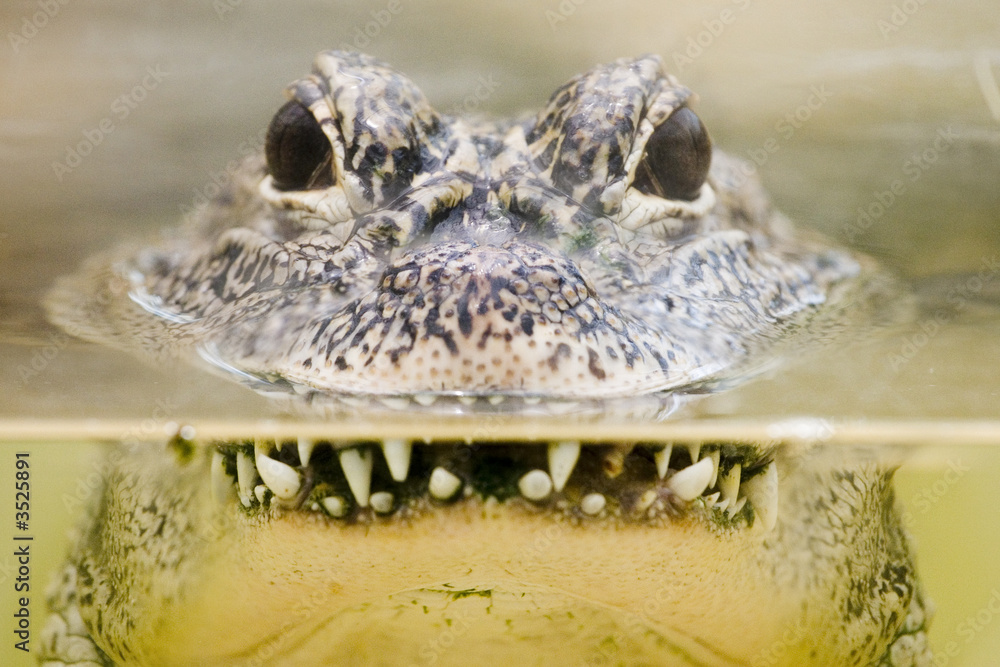 Obraz premium crocodile