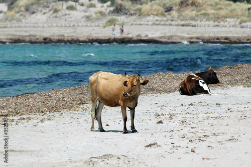 Wallpaper Mural vaches sur la plage Torontodigital.ca