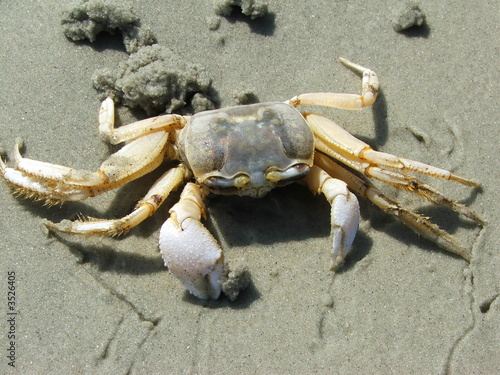 ghost crab 2 photo