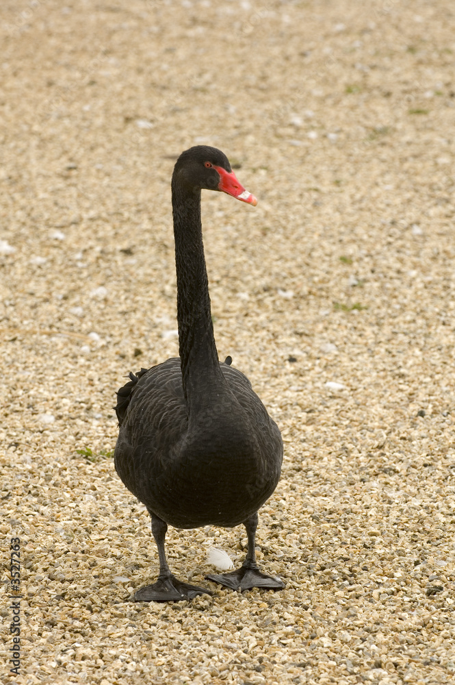 Obraz premium black swan